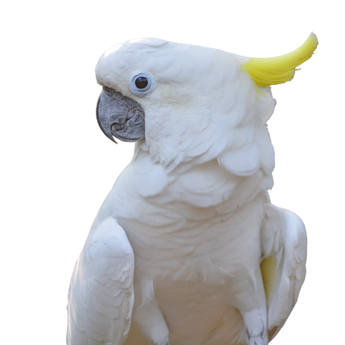 sulphur-crested cockatoo